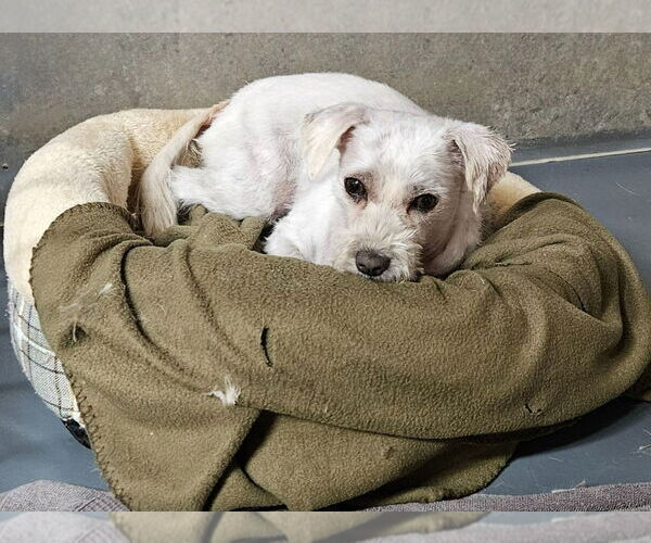 Medium Photo #12 Mutt Puppy For Sale in Lake Forest, CA, USA