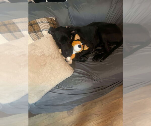 Medium Photo #4 Great Dane Puppy For Sale in Bullard, TX, USA