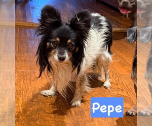 Mutt Dogs for adoption in Vail, AZ, USA