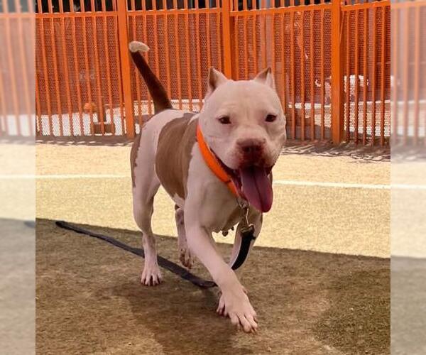 Medium Photo #3 Mutt Puppy For Sale in Las Vegas, NV, USA