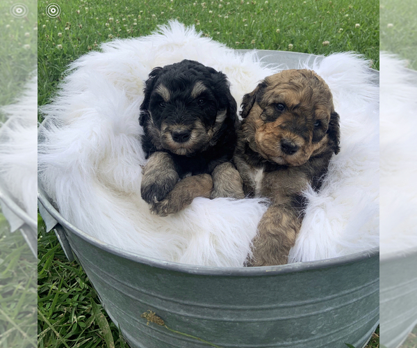 Medium Photo #5 Poodle (Standard)-Pyredoodle Mix Puppy For Sale in TRENTON, GA, USA