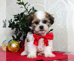 Small Photo #2 Zuchon Puppy For Sale in GORDONVILLE, PA, USA