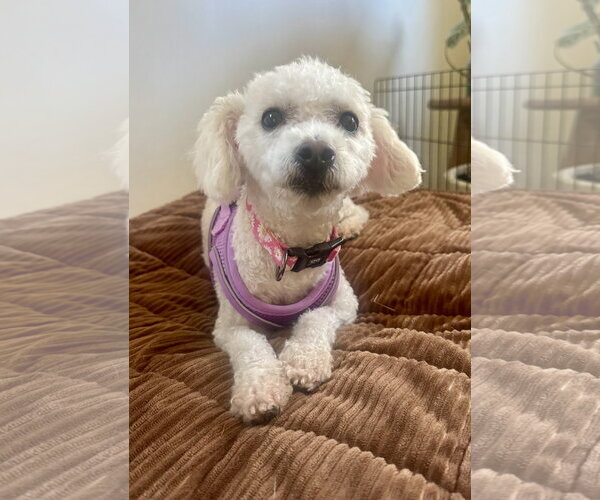 Medium Photo #5 Bichon Frise Puppy For Sale in Marina Del Rey, CA, USA