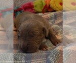 Small Photo #106 Great Dane Puppy For Sale in SPRAGGS, PA, USA