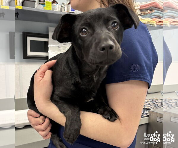 Medium Photo #4 Dachsador Puppy For Sale in Washington, DC, USA