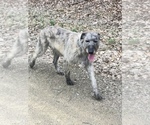 Small Photo #1 Irish Wolfhound Puppy For Sale in GRAND VALLEY, PA, USA