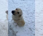 Small #1 Great Pyrenees