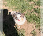 Small #3 Australian Shepherd Mix