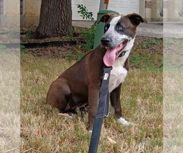 Medium Photo #2 Huskies -Staffordshire Bull Terrier Mix Puppy For Sale in Bandera, TX, USA