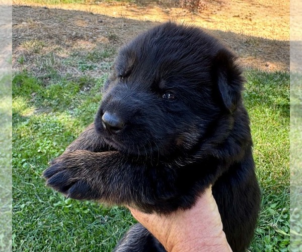 Medium Photo #8 German Shepherd Dog Puppy For Sale in MARIPOSA, CA, USA