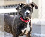 Small #1 Boxer