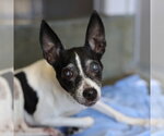 MARIA - Female Chihuahua-Unknown Mix Dog for Adoption - Small photo