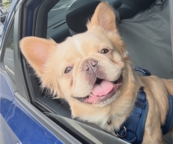 Medium Photo #1 French Bulldog Puppy For Sale in SUGAR HILL, GA, USA