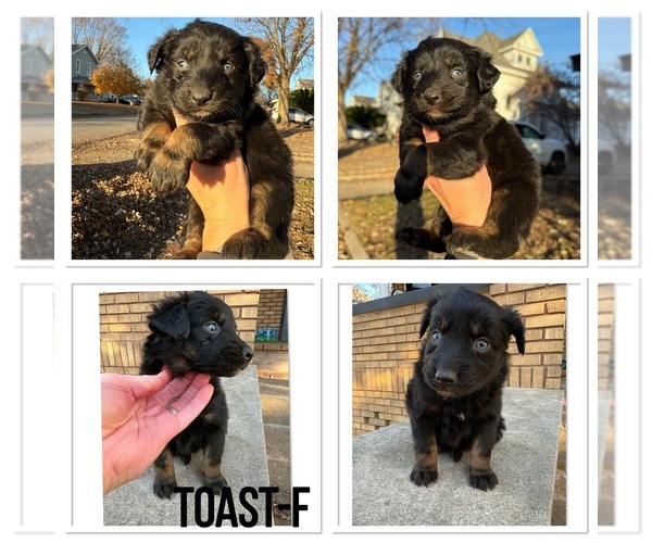 Medium Photo #7 Australian Shepherd Puppy For Sale in BUSHNELL, IL, USA