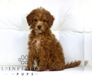 Poodle (Toy) Puppy for sale in LANCASTER, PA, USA