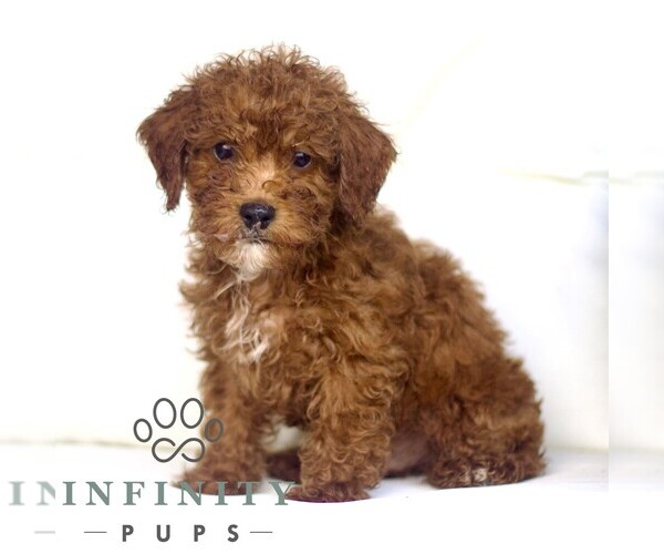 Medium Photo #2 Poodle (Toy) Puppy For Sale in LANCASTER, PA, USA