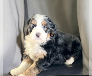 Bernedoodle (Miniature) Puppy for sale in DUNDEE, OH, USA
