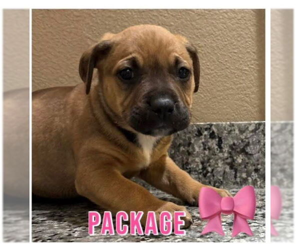 Medium Photo #1 - Mix Puppy For Sale in Jackson Township, NJ, USA