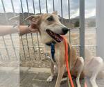 Small #8 Saluki-Whippet Mix