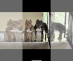 Small Photo #1 American Bully Puppy For Sale in PIKESVILLE, MD, USA
