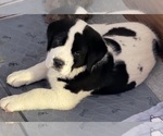 Puppy Goliath Cane Corso-Saint Bernard Mix