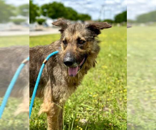 Medium Photo #7 Mutt Puppy For Sale in Rowlett, TX, USA