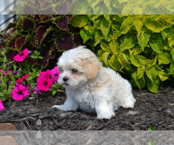 Medium Photo #3 Mal-Shi Puppy For Sale in GREENWOOD, WI, USA