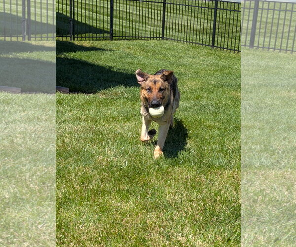 Medium Photo #3 German Shepherd Dog Puppy For Sale in Landenberg, PA, USA