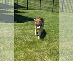 Small #2 German Shepherd Dog