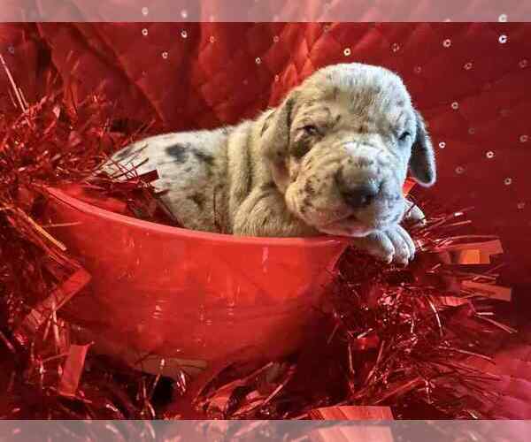 Medium Photo #12 Great Dane Puppy For Sale in ALVORD, TX, USA