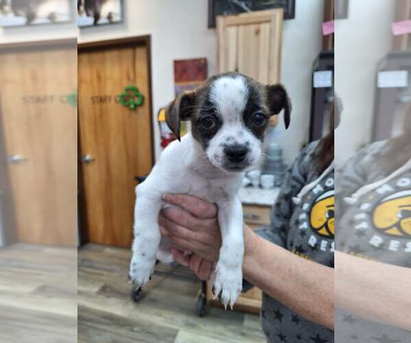 Medium Photo #1 Mutt Puppy For Sale in Candler, NC, USA