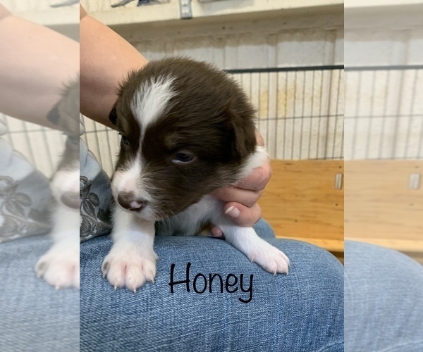 Medium Photo #1 Border Collie Puppy For Sale in MADILL, OK, USA