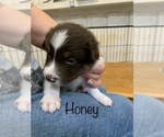 Small Photo #1 Border Collie Puppy For Sale in MADILL, OK, USA