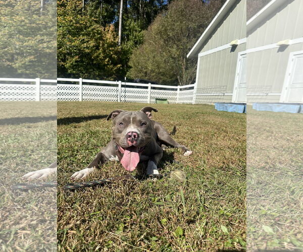Medium Photo #11 American Pit Bull Terrier-Unknown Mix Puppy For Sale in Virginia Beach, VA, USA