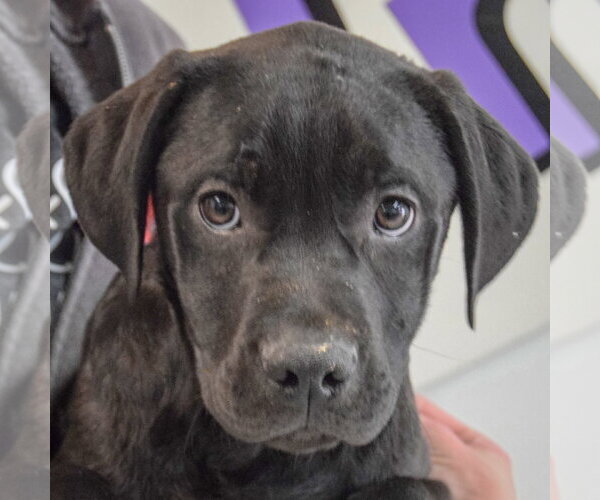 Medium Photo #2 American Staffordshire Terrier-Unknown Mix Puppy For Sale in Huntley, IL, USA