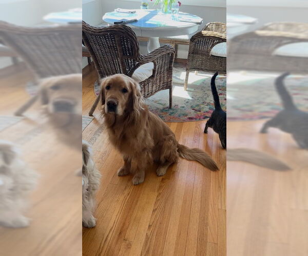 Medium Photo #1 Golden Retriever Puppy For Sale in MIDWAY, UT, USA