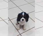 Small Photo #1 Cavalier King Charles Spaniel Puppy For Sale in PORT ORCHARD, WA, USA