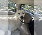 Small Great Pyrenees