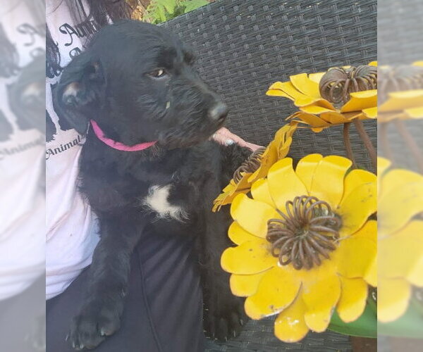 Medium Photo #4 Mutt Puppy For Sale in Grafton, WI, USA