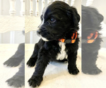 Small Photo #9 Bernedoodle Puppy For Sale in WALNUT GROVE, MO, USA