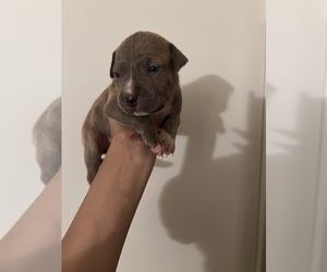 American Pit Bull Terrier Puppy for sale in GERMANTOWN, MD, USA