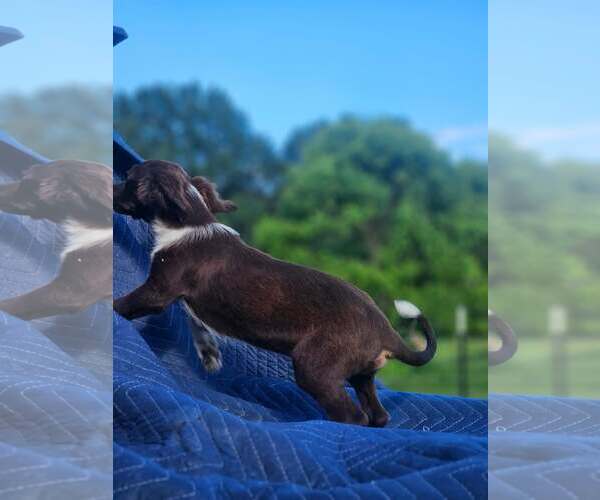 Medium Photo #5 Australian Shepherd-Chihuahua Mix Puppy For Sale in Wakefield, RI, USA