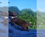 Small #4 Australian Shepherd-Chihuahua Mix