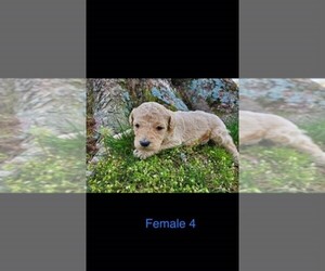 Poodle (Standard) Puppy for sale in CRAB ORCHARD, KY, USA