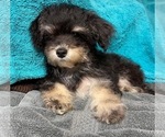 Small Photo #14 Yo-Chon Puppy For Sale in HAMPTON, VA, USA