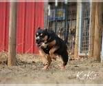 Small Photo #6 American Bully Puppy For Sale in CLEVELAND, GA, USA
