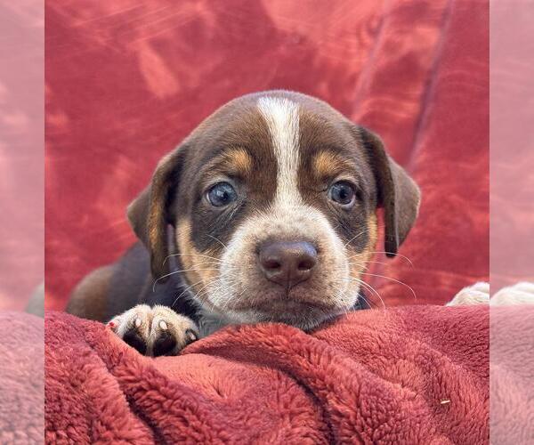 Medium Photo #3 Raggle Puppy For Sale in San Diego, CA, USA