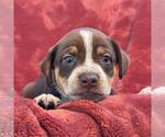 Small Photo #3 Raggle Puppy For Sale in San Diego, CA, USA