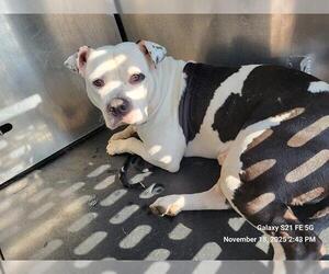 American Staffordshire Terrier-Unknown Mix Dogs for adoption in San Antonio, TX, USA