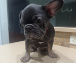 Small #1 French Bulldog